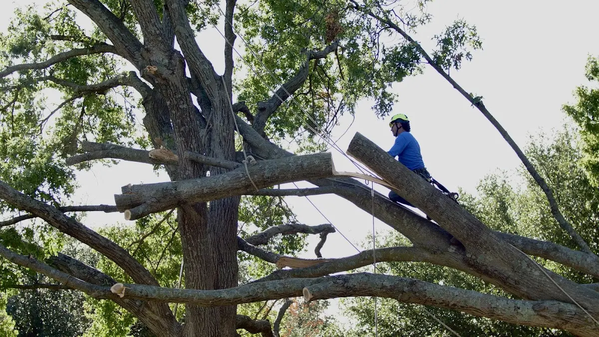 Professional Hazardous Tree Removal performed by certified arborists in Leadore