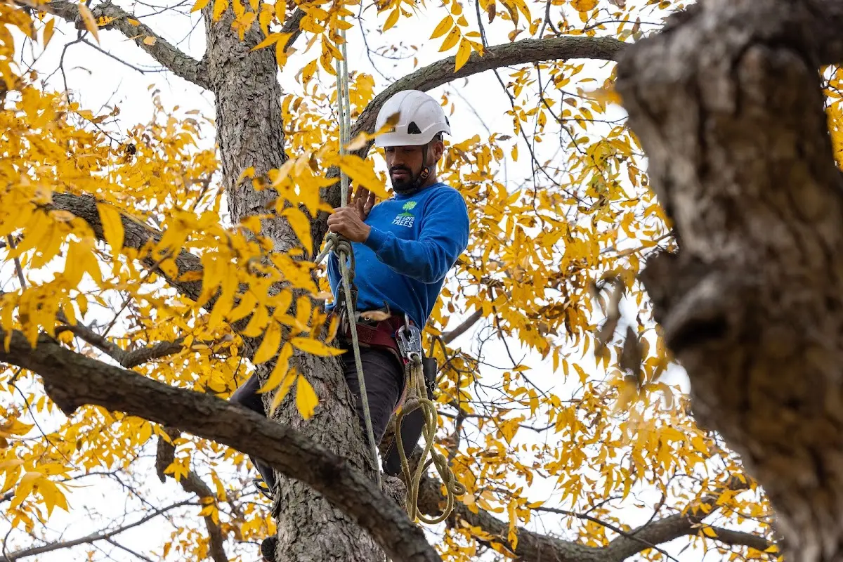 Skilled Emergency Tree Service crew working in Leadore